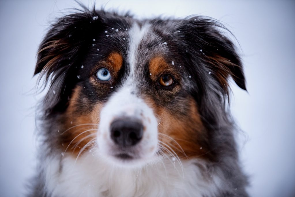 Australian Shepherd Schnee 